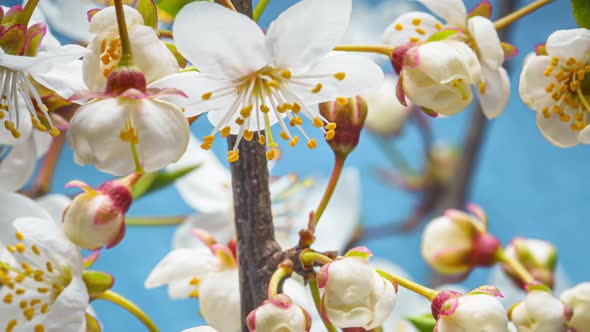Cherry Branches with Blooming Flowers Time Lapse