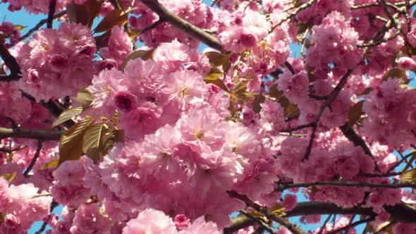 Hill Cherry, Oriental Cherry Ornamental Fruit Cherry, Prunus Serrulata. Japanese Fruits Japan Called