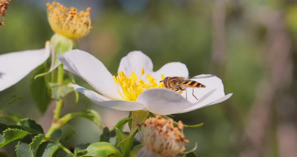 Hoverflies Flower Flies or Syrphid Flies Insect Family Syrphidae