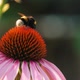 Closeup the bee pollinate a flower - VideoHive Item for Sale