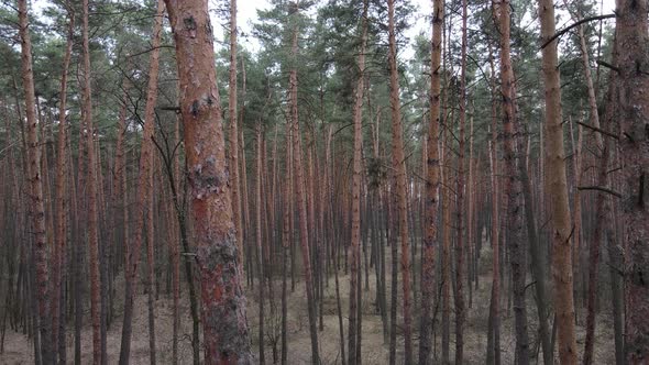 Trees in a Pine Forest During the Day Aerial View