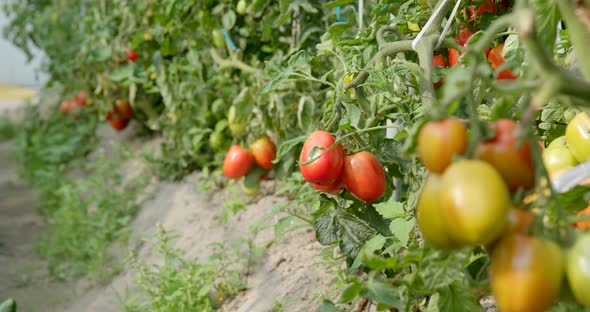 Fresh Tomato Farm