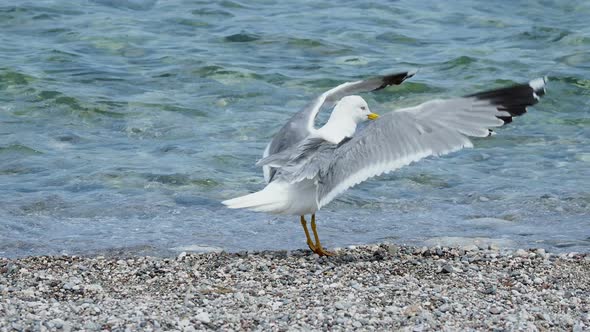 Seagull Stretching Its Wings in Sea Surf. Bird Staying Near Water. Turkey.