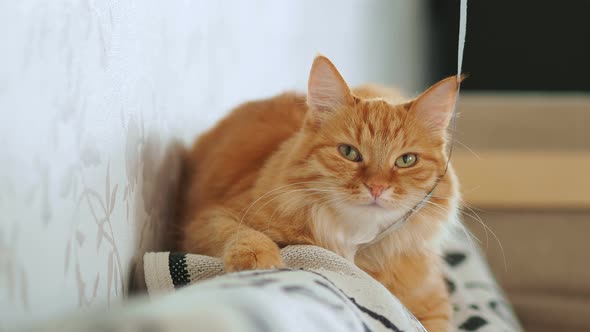 Cute Ginger Cat Lying on Couch. Fluffy Pet Going To Sleep and Doesn't Want To Play with Ribbon. Cozy