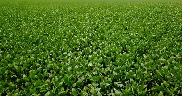 Aerial Motion Above Agricultural Plants Growing on Field