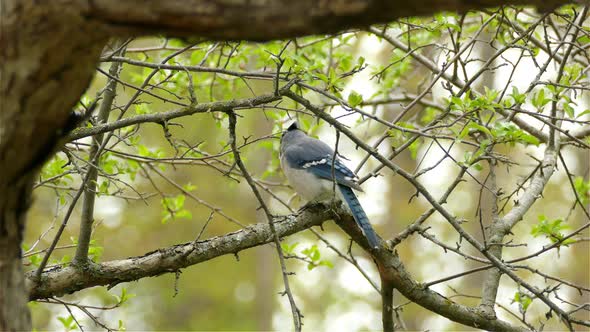 blue jay bird (Cyanocitta cristata) perched on a branch in Canadian forest