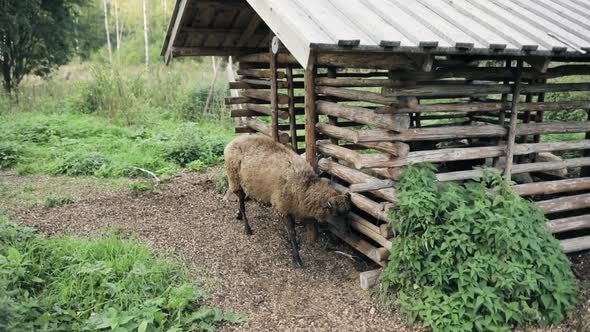 Handheld view of a lamb, wandering around sheep barn, at a cloudy day, in Finland