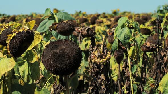 Dying dried sunflowers with shriveled yellow petals and green leaves wilted by the sun