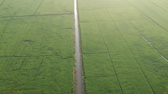 Asian paddy field, village,Aerial shot,irrigation,River,Sunrise,coconut trees,Rice Culture