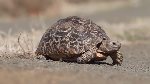 Close-up Of A Leopard Tortoise