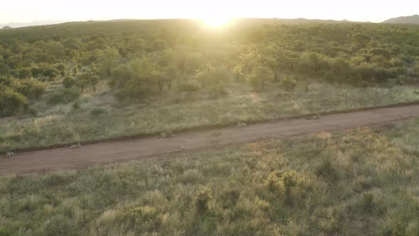 Aerial View of lions resting at sunset, Balule Nature Reserve, South Africa.