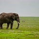 Elephant in Savannah - VideoHive Item for Sale