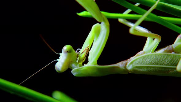 A Female Praying Mantis During a Night Hunt a Soft Closeup Shot of a Vietnamese Praying Mantis