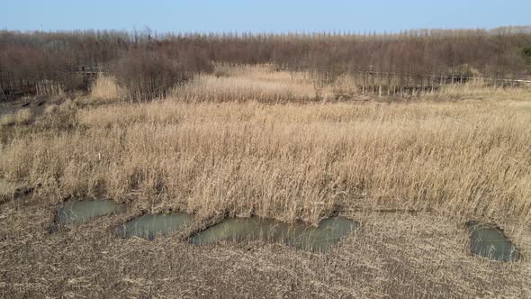 Reed Marshes