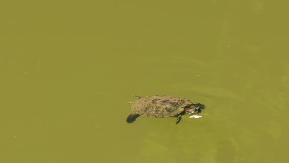 Turtle Swimming at the Pond