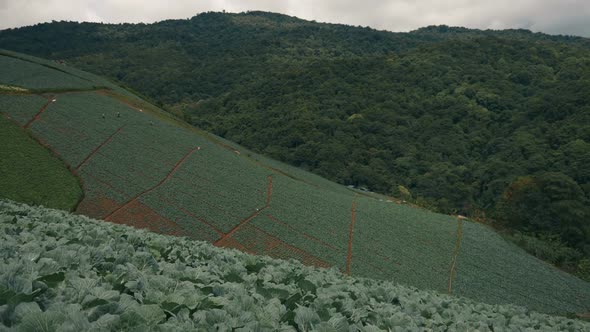 Planting on Mountain