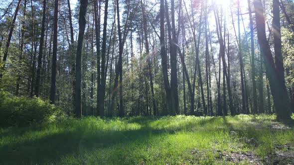 Green Forest During the Day Aerial View