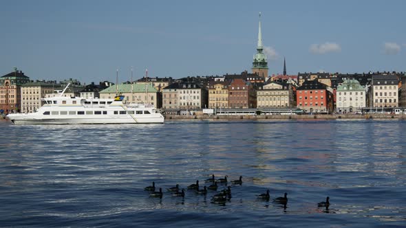 Canada Geese with Gamla stan old town in the background in Stockholm Sweden