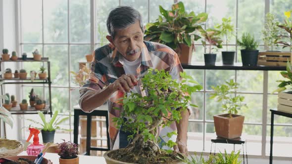 Agriculture concept. A retired Asian man pruning a bonsai tree in a greenhouse. 4k Resolution.