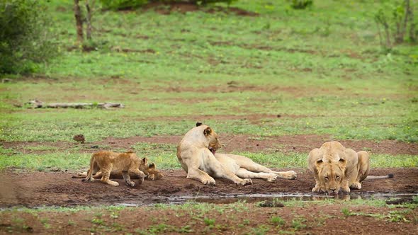 African lion in Kruger National park, South Africa