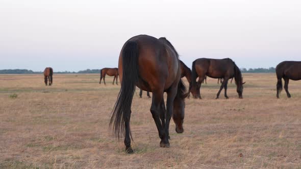 Wild Horses 07