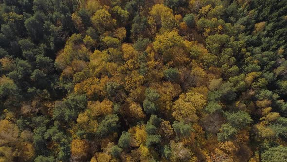Flight Over the Autumn Yellow Colored Forest