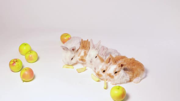 Little Domestic Rabbits Play and Eat Apples on a White Background