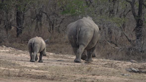 A rhino mum and rhino baby walking into the bush.