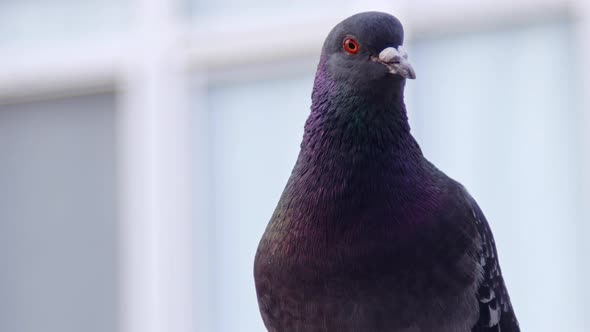 Hand Shot Pigeon Perched On A Construction 3