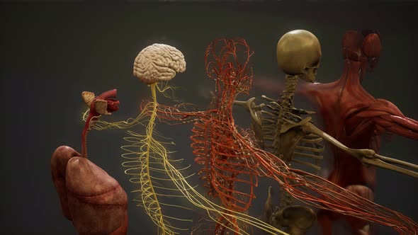 Animated 3D Human Anatomy Illustration