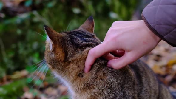 A Hand Caresses a Tabby Cat in the Forest
