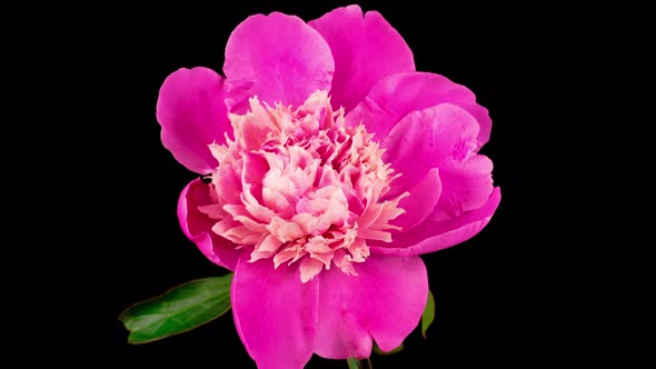 Time Lapse of Beautiful Pink Peony Flower Blooming