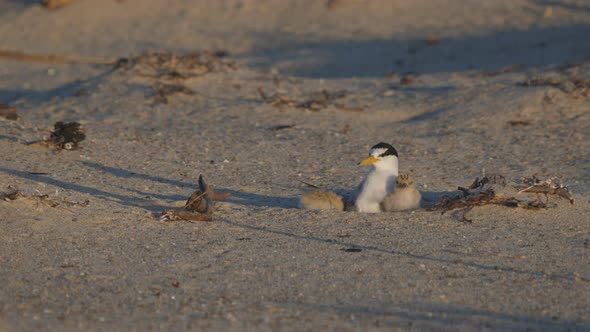 high frame rate front view little tern chicks returning to its parent