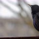 Starling singing - VideoHive Item for Sale