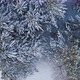 winter forest covered snow. - VideoHive Item for Sale