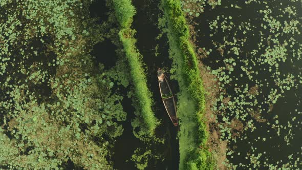 Aerial Viev of fisherman sails along the swamp, Rainawari, Srinagar, India.