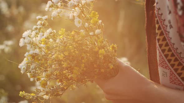 Close-up female hands collects flowers chamomiles bouquet in blooming field in summer 4K Slow motion