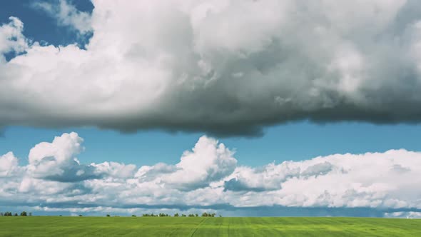 Countryside Rural Field Landscape With Young Wheat Sprouts In Spring Summer Cloudy Day