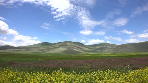 Empty Plain Treeless Flowering Meadows