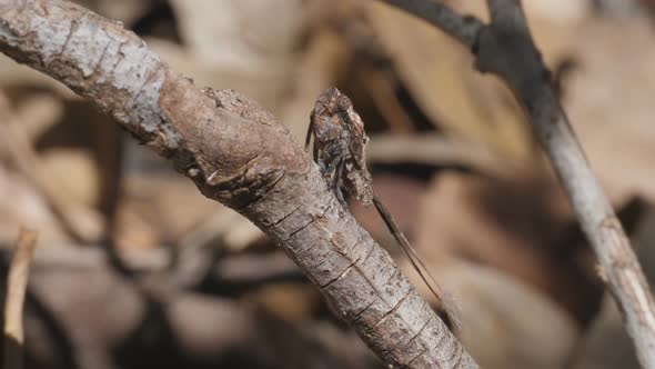 high frame rate clip showing side view of a plant hopper nymph turning