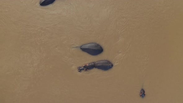 Aerial View of Hippos swimming in the river, Balule Reserve, South Africa.