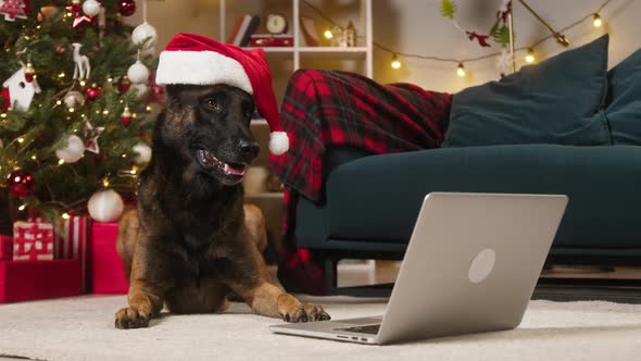 Dog Wearing Christmas Hat Closeup