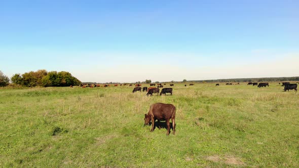 in Meadow on Green Grassy Field Many Brown and Black Pedigree Breeding Cows Bulls are Grazing