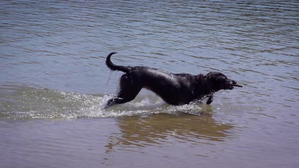 Slow motion shot of dogs playing in the water