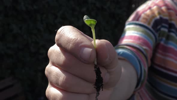 Seedling with green leaves held in a hand