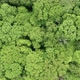 Green Trees In Forest - VideoHive Item for Sale
