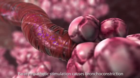 Parasympathetic stimulation causes bronchoconstriction
