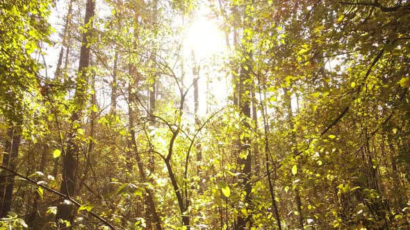 Forest Beautiful Landscape in an Autumn Day