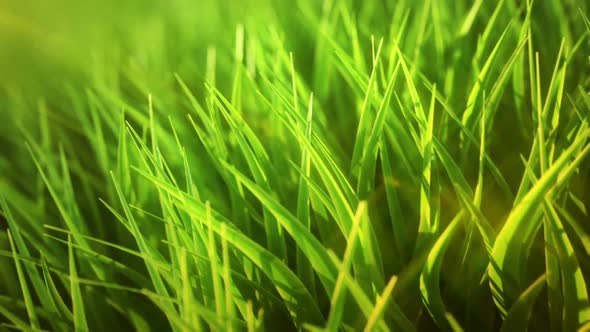 Endless closeup animation showing the high-detailed green grass. Loopable. HD