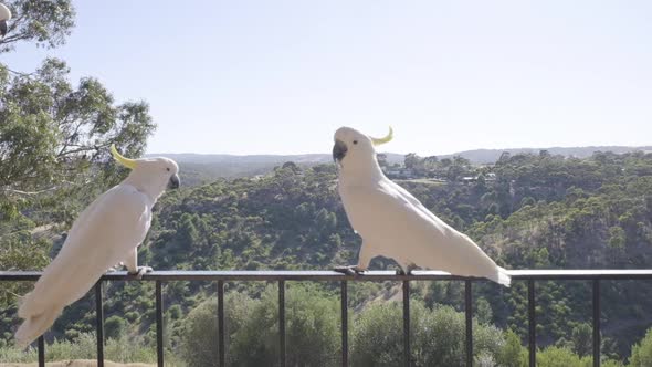 Slow motion shot of cockatoo walking along balcony at a house in South Australia